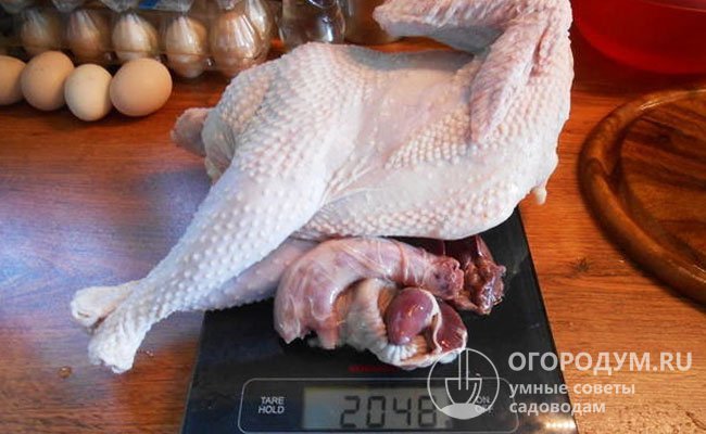 Тушка 4-месячного петушка имеет очень аппетитный вид, обладает большой грудкой при тонком и легком костяке