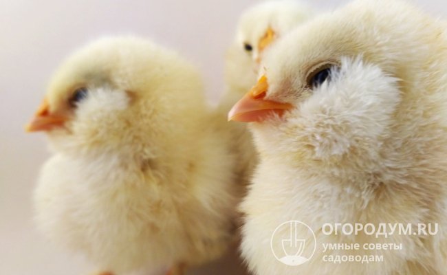 Цыплята моментально привязываются к своему хозяину, отвечая на его любовь полной взаимностью