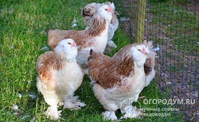 Курочки-молодки на выпасе. Перед тем, как выпустить птицу, следует проверить участок на наличие ядовитых растений (белены, паслена черного и др.)