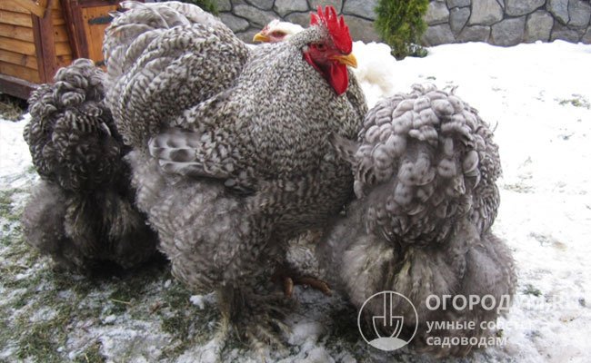 Птицы хорошо приспосабливаются к различным климатическим и погодным условиям