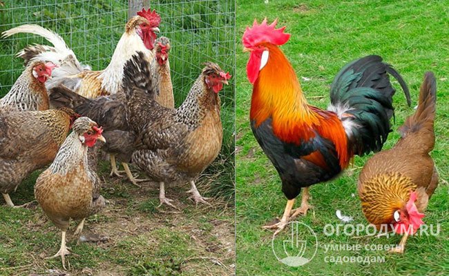 Подвиды леггорнов кукушечно-куропатчатого (слева) и бурого (справа) окрасов