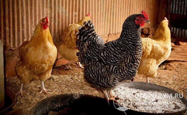 Каждый, кто хочет стать владельцем таких кур, должен четко решить, есть ли смысл их выращивать и разводить
