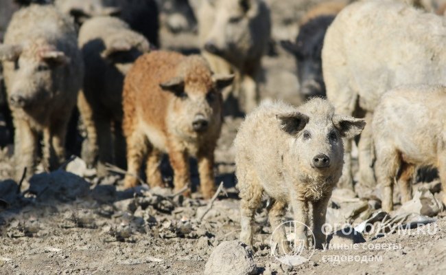 Свиньи полученной породы были приспособлены к сезонным изменениям погоды, могли круглогодично жить на открытом воздухе и питаться подножным кормом