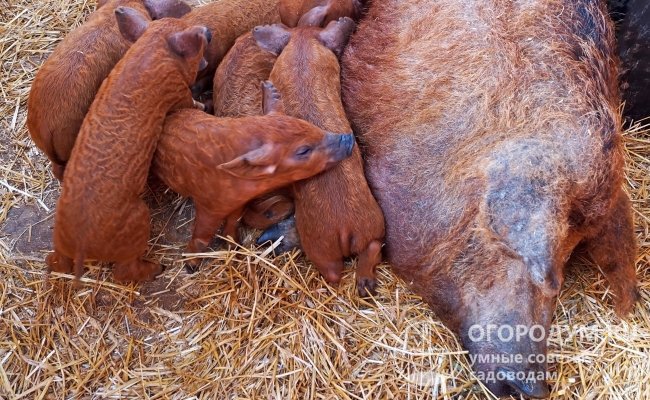 По стандартам минимальное количество сосков у свиней – 5 с каждой стороны