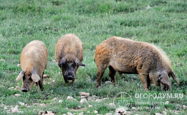 При содержании мангалов необходимо предоставить им возможность свободного выпаса и передвижения; для стада в 15-20 голов требуется участок земли не менее 1 га