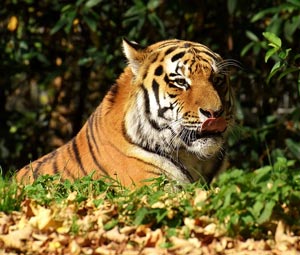 Амурский тигр из Красной книги Тигр