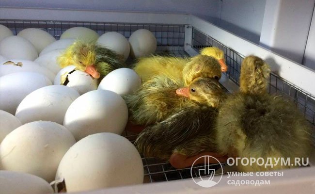 Мускусных утят можно выращивать и в инкубаторе