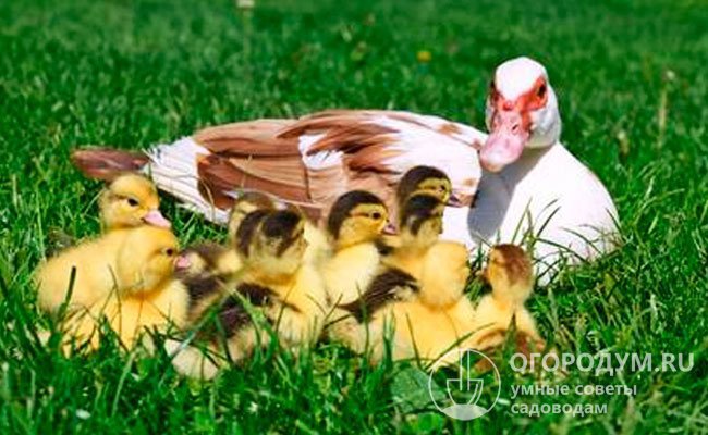 После вылупления наседка проявляет постоянную заботу о своем потомстве