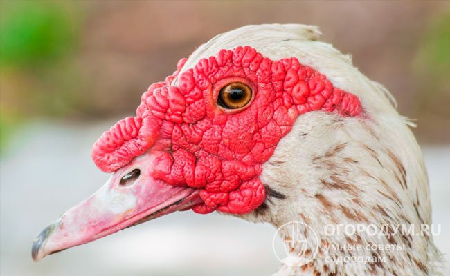 Зона вокруг глаз и клюва («лицо») лишена оперения и покрыта ярко окрашенными кожными наростами, похожими на бородавки