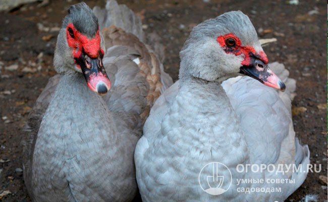 На фото – «мускусные» утки голубого окраса, отличающиеся высокой декоративностью