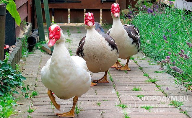 В теплое время года птицы хорошо себя чувствуют на полуучастке, легко обходятся без водоема