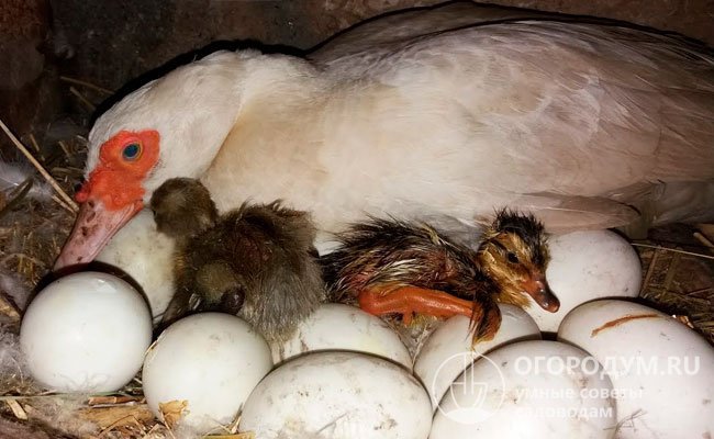 Мускусные самки считаются одними из лучших наседок