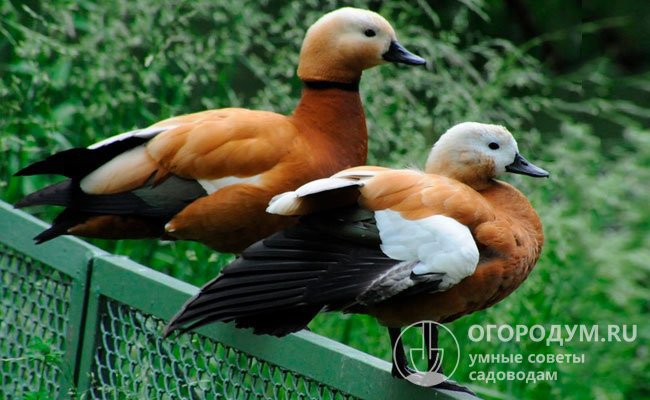 При содержании в домашних условиях важно учитывать, что птицы хорошо летают – у первых двух поколений, выращенных в неволе, подстрижены крылья