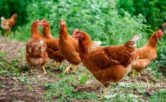 Куры-несушки становятся половозрелыми в возрасте 19-20 недель