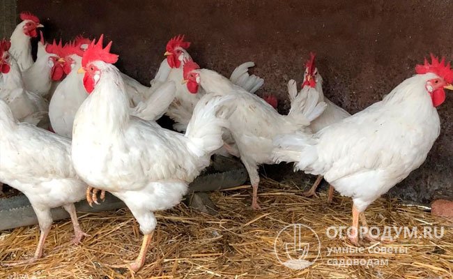 «Леггорны» стали «прародителями» многих современных пород и кроссов кур