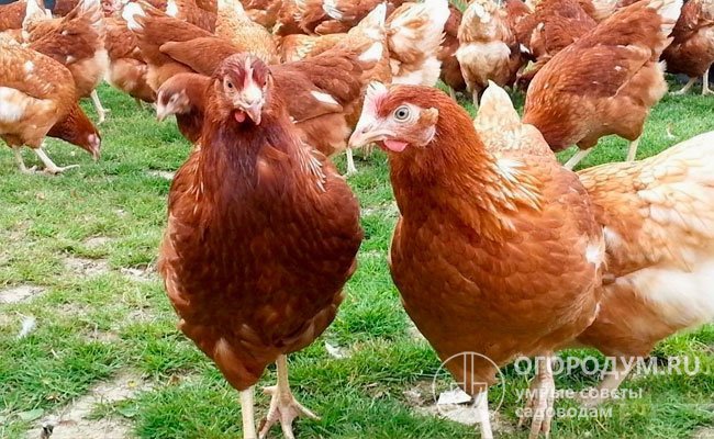 Помесь была достигнута путем скрещивания гибридных форм, для создания которых использовались представители пород Род-Айленд и Плимут-Рок»