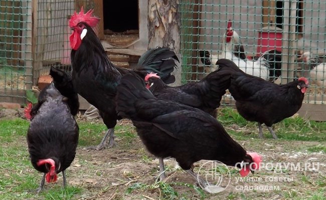 Продуктивность испанских несушек не слишком высока – до 170 яиц в год