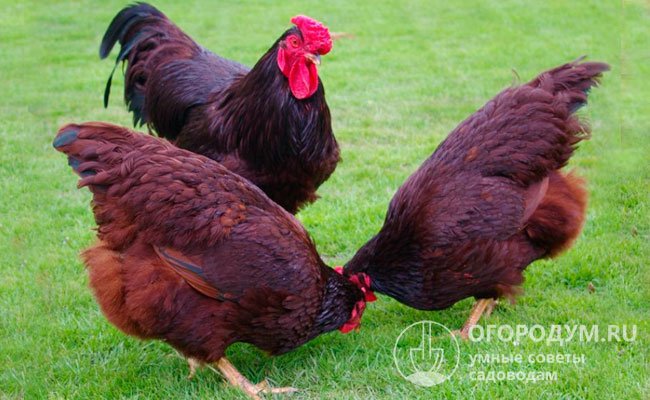 Род-Айленды считаются одной из лучших пород для домашнего разведения