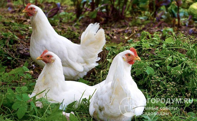 Порода кур «Русская белая» выведена на основе леггорнов