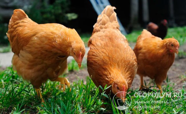 Птица неприхотлива, легко приспосабливается к условиям содержания, имеет спокойный, флегматичный характер