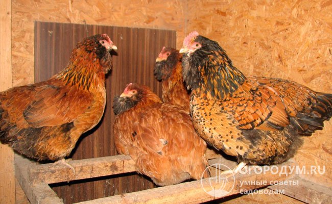 По отзывам опытных птицеводов, при скрещивании с другими породами ушанка дает хорошие помеси