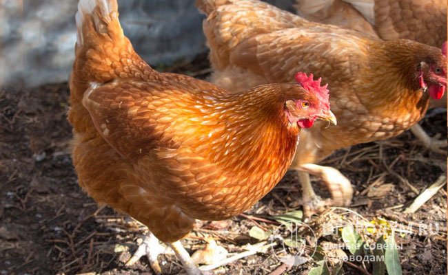 Куры-несушки с небольшим весом (до 2 кг) дают крупные яйца массой до 70 г