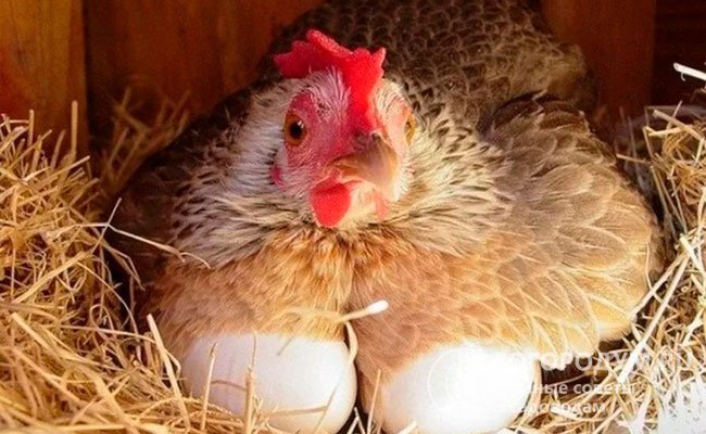 Лучшими племенными курами считаются самки мясо-яичных пород