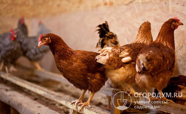 Помеси, полученные комплексной гибридизацией, не предназначены для разведения в домашних условиях - комплекс их улучшенных признаков не наследуется потомством