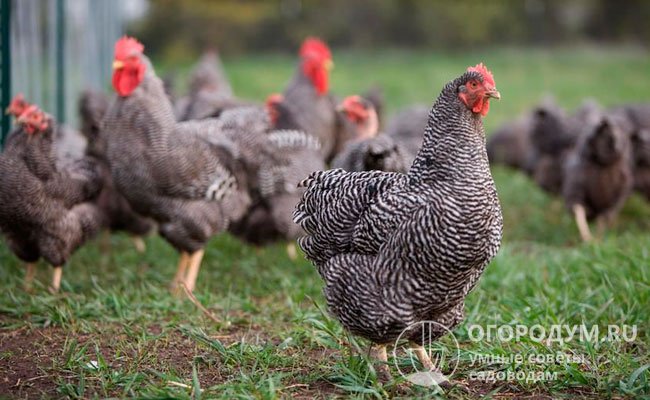В группу «Доминанты» входит более 15 кроссов, сделанных чешскими селекционерами по различным технологиям