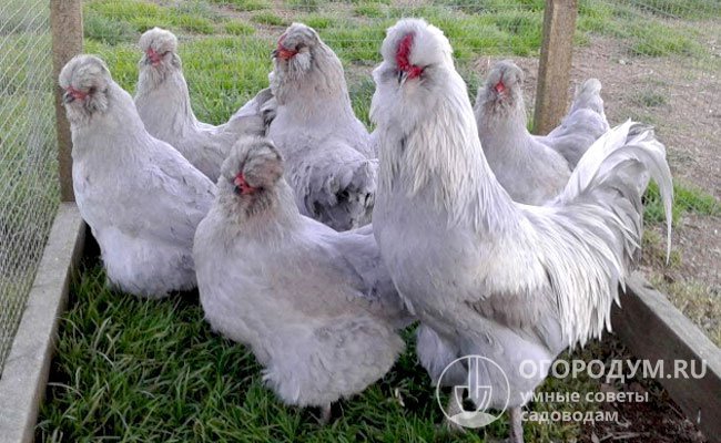 Представители породы нетребовательны к условиям содержания и рациону кормления, но в вопросах чистопородного разведения существуют определенные сложности и нюансы