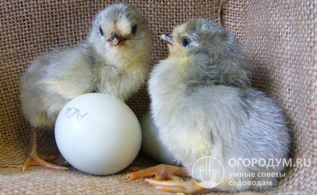 Аутесексность у породы отсутствует и суточных птенцов невозможно различить по половым признакам