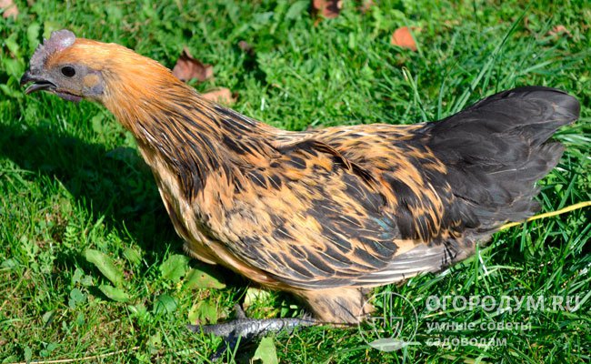 Цвет оперения желтовато-буроватый; глаза, клюв, лапы и хвост черные; гребешок, мочки и мочки ушей имеют характерный красно-фиолетовый цвет