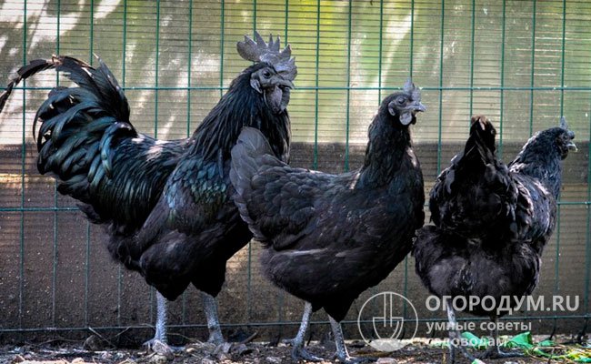 Птица неприхотлива, нетребовательна в уходе, выводимость и выживаемость молодняка высокая