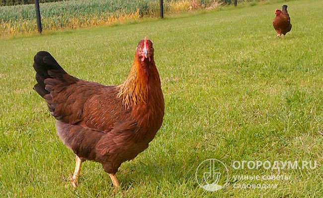 Самки птенцов не высиживают; экономические характеристики не наследуются потомством