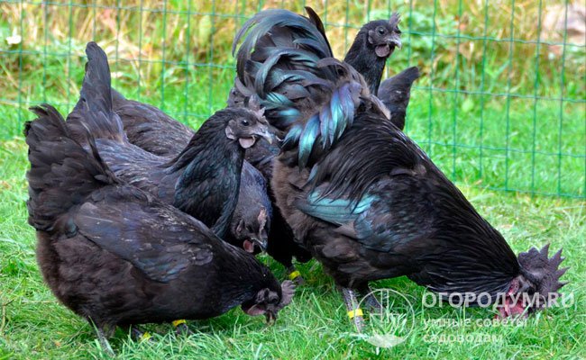Птица небольшая (самцы весят не более 1,8 кг), но диетические качества мяса ценятся очень высоко