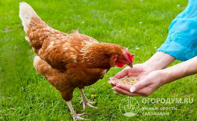 Цвет корма не влияет на механизм окрашивания яичной скорлупы; только интенсивность цвета может зависеть от состава рациона