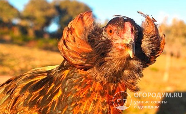 Птицы «пасхальной» разновидности обычно имеют эффектный внешний вид и считаются декоративными