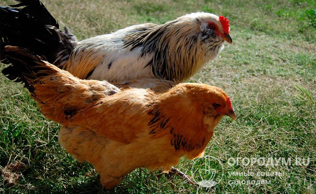 Для чистопородного разведения безопаснее покупать молодых или взрослых птиц, соответствующих стандартам