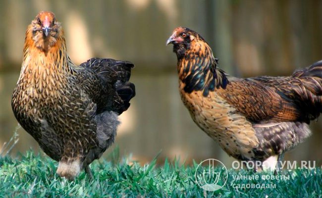 Порода отличается высокой выносливостью и скороспелостью – половое созревание наступает в 5-6-месячном возрасте
