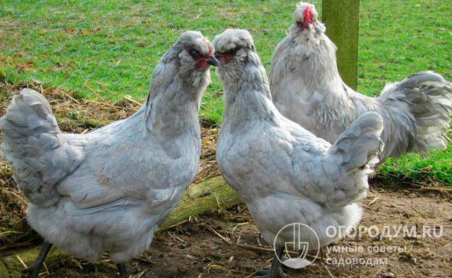 Порода не автосексуальна; половые различия проявляются не ранее 12 недель, что затрудняет формирование стада