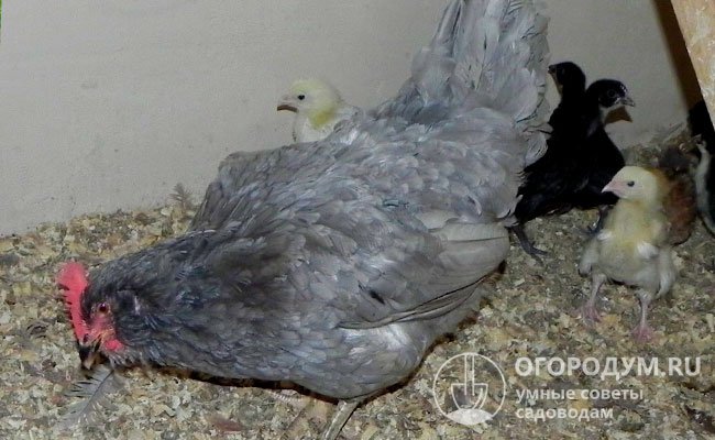 Как и в большинстве скрещиваний, у самок отсутствует инстинкт насиживания, и «гибридные» черты не передаются потомству