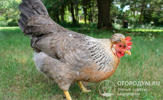 Чистокровные особи имеют характерные гребни, расположенные за спиной, стройное тело и сильные, пропорционально длинные ноги