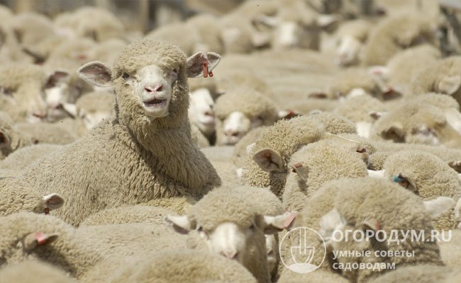 Советский меринос: характеристика и описания породы овец с фото