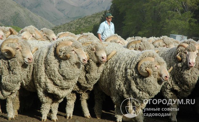 Австралийцы внесены в Госреестр РФ в 1993 году, с их участием отечественными селекционерами выведены ма­нычские, джалгинские, черноземельские и др. мериносы