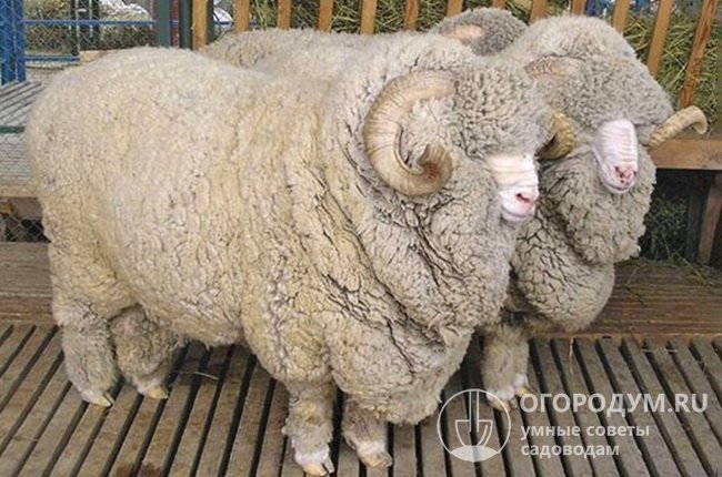 Тонкорунных Советских мериносов держат как в теплом климате Дагестана и Ставропольского края, так и в суровых условиях Урала и Сибири