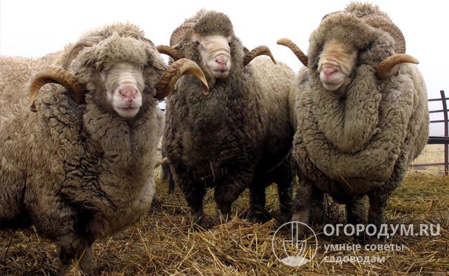 Асканийский баран-рекордсмен набрал вес 183 кг, а выход шерсти с него составил почти 32 кг