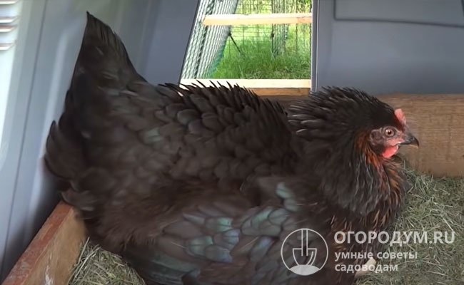 Несушки часто демонстрируют материнский инстинкт, проявляя выраженную склонность к насиживанию яиц