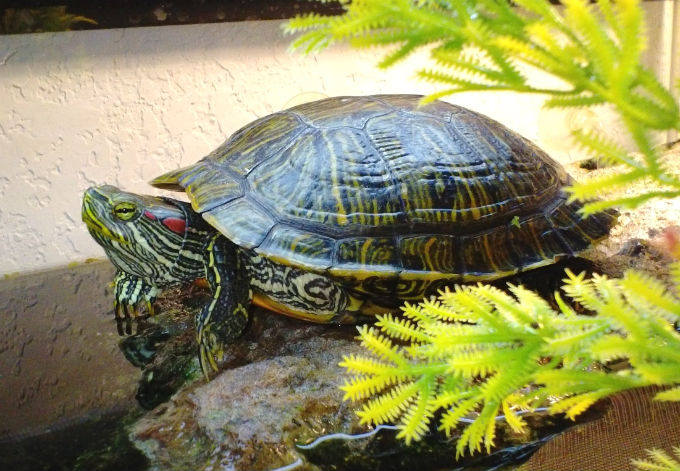 Продлить жизнь черепахе можно с помощью правильного содержания Продлить жизнь черепахе можно с помощью правильного содержания