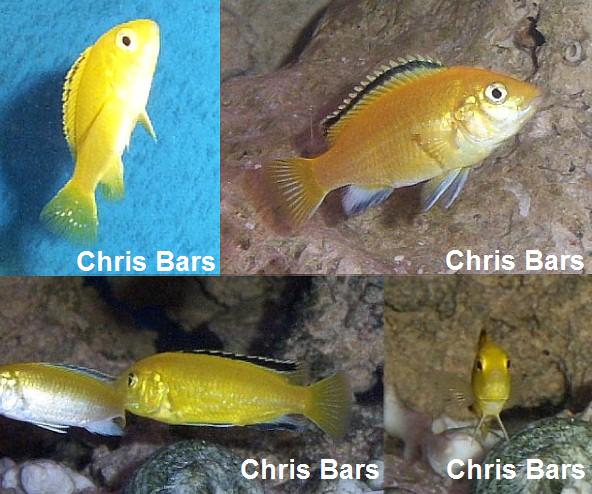 Лабидохромис еллоу (желтая цихлида с черными полосками)