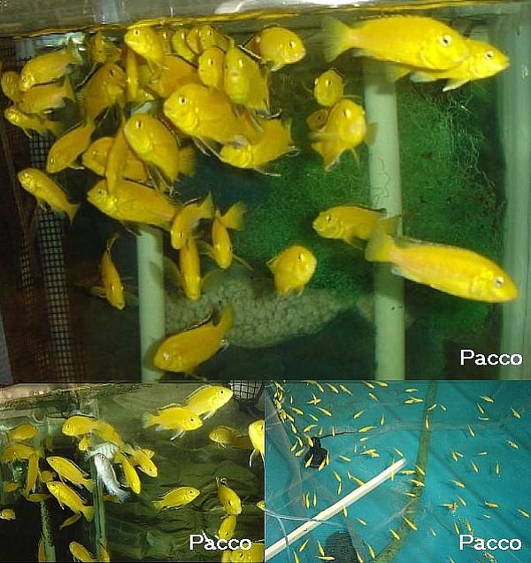 Лабидохромис еллоу (желтая цихлида с черными полосками)